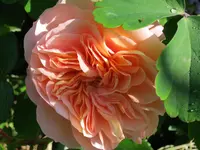 041.webp