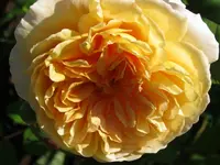 029.webp