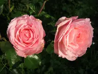 002.webp
