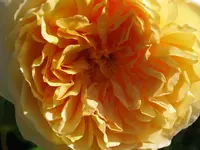 030.webp