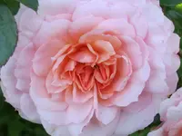 028.webp