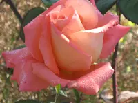 013.webp