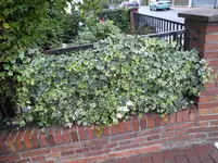 SAM_0059.webp