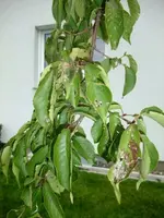 DSCF4605.webp
