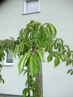 DSCF4606.webp