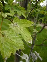 DSCF4612.webp