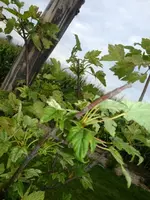 DSCF4613.webp