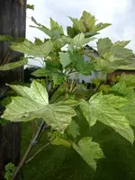 DSCF4615.webp