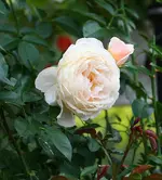 Nachblüte Cream Moondance.webp