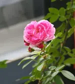 Nachblüte Jasmnina.webp