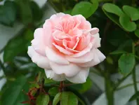 Nachblüte Penny Lane.webp