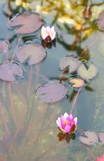 Seerose.webp