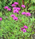 Bornholm-Margerite pink.webp