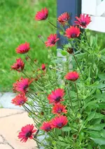 Bornholm-Margerite rot.webp