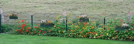 Kressen am Zaun.webp