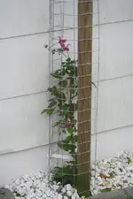 Peveril Perfusion.webp