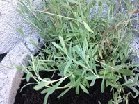 Foto0357.webp