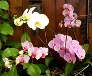 DSC01272.webp