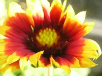 Kokardenblume.webp