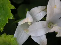 Campanula.webp