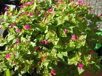 Wunderblume Strauch.webp