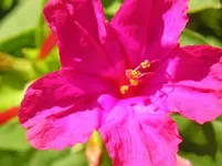 Wunderblume Makro.webp