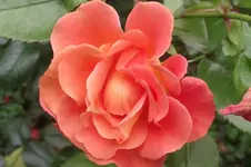 Garten 003.webp