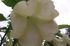 Garten 014.webp