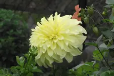 Garten 015.webp