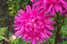 Garten 018.webp