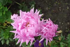 Garten 020.webp