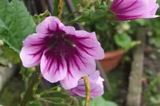 Garten 031.webp