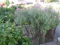 Herbstaster Strauch.webp