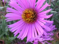 Herbstaster.webp