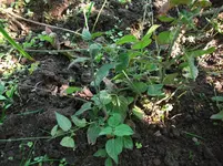 DSCF0711.webp