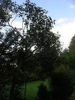IMGP0019.webp