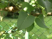 IMGP0018.webp