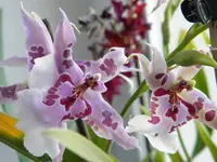 P9190193.webp