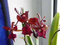 P9190194.webp