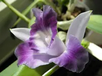 P7310004.webp