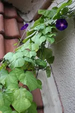 3497_399x600.webp