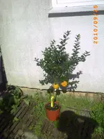 PICT0044.webp