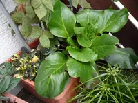 SAM_0060.webp