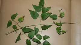 DSC04223.webp