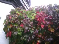 PIC00229.webp