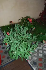 DSC_0008.webp