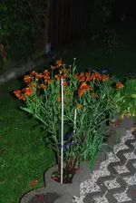 DSC_0009.webp