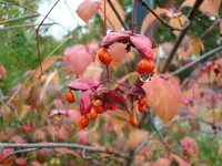 2010 09 25 001.webp