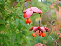 2010 09 25 007.webp