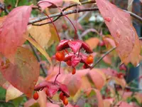 2010 09 25 006.webp